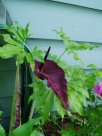 Amorphophallus konjac, Voodoo Lily